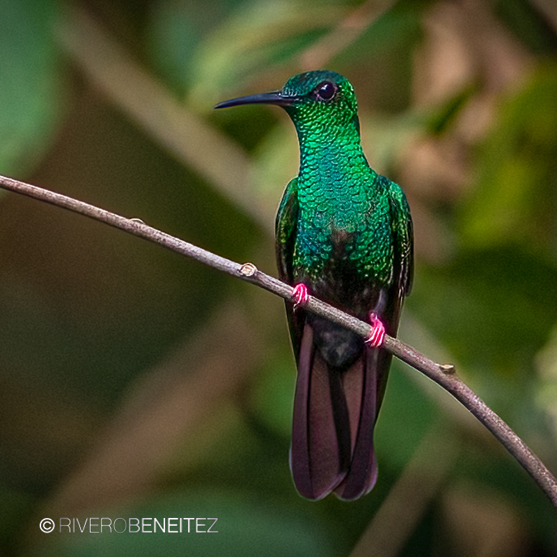 Bronze-tailed Plumeleteer