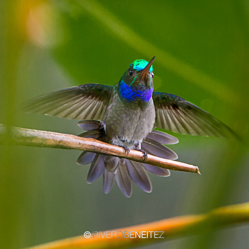 Charming Hummingbird