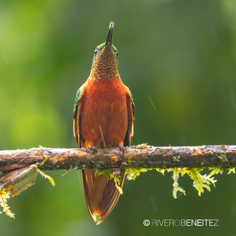 Chestnut-breasted Coronet