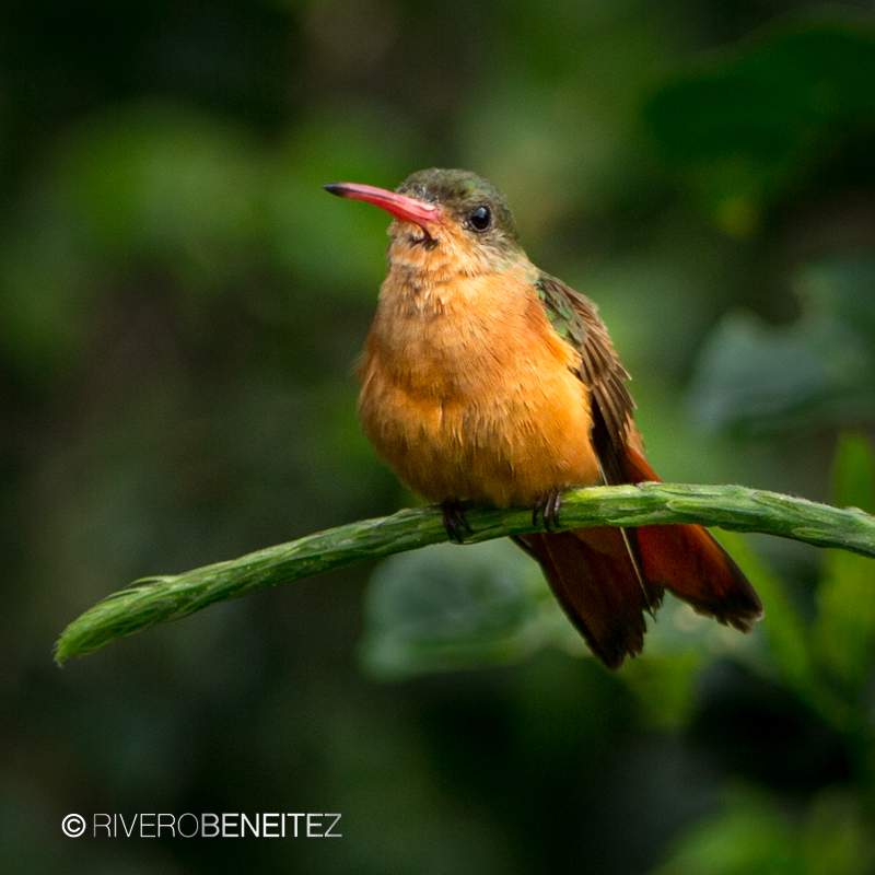 Cinnamon Hummingbird