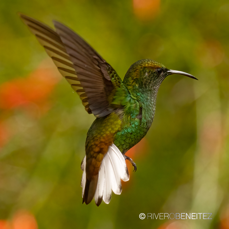 Coppery-headed Emerald