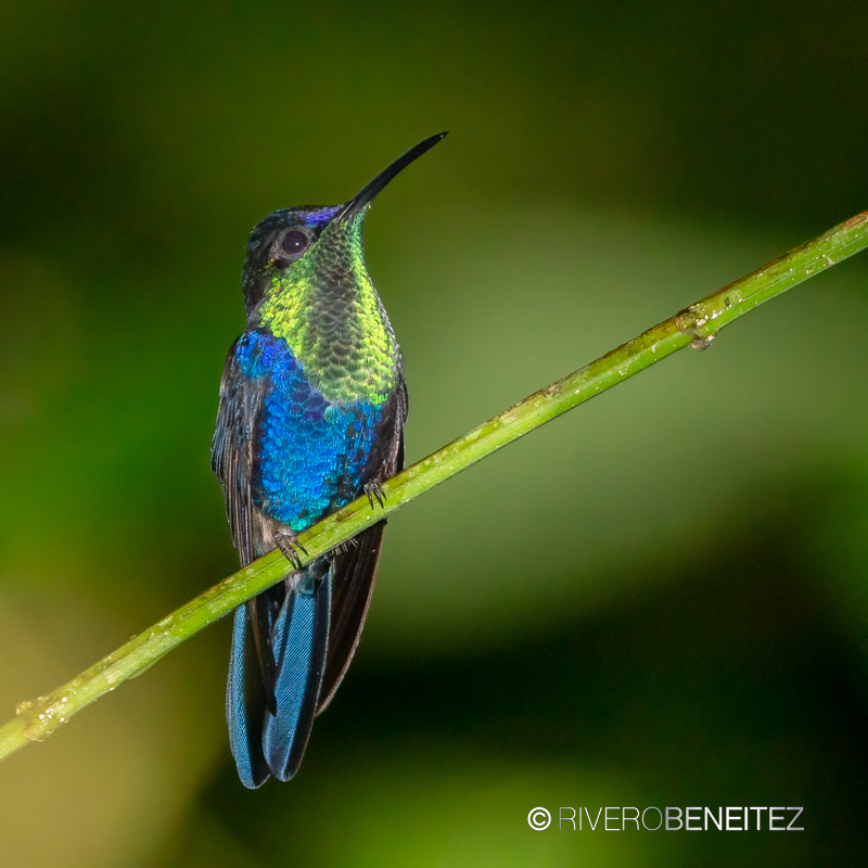 Crowned Woodnymph