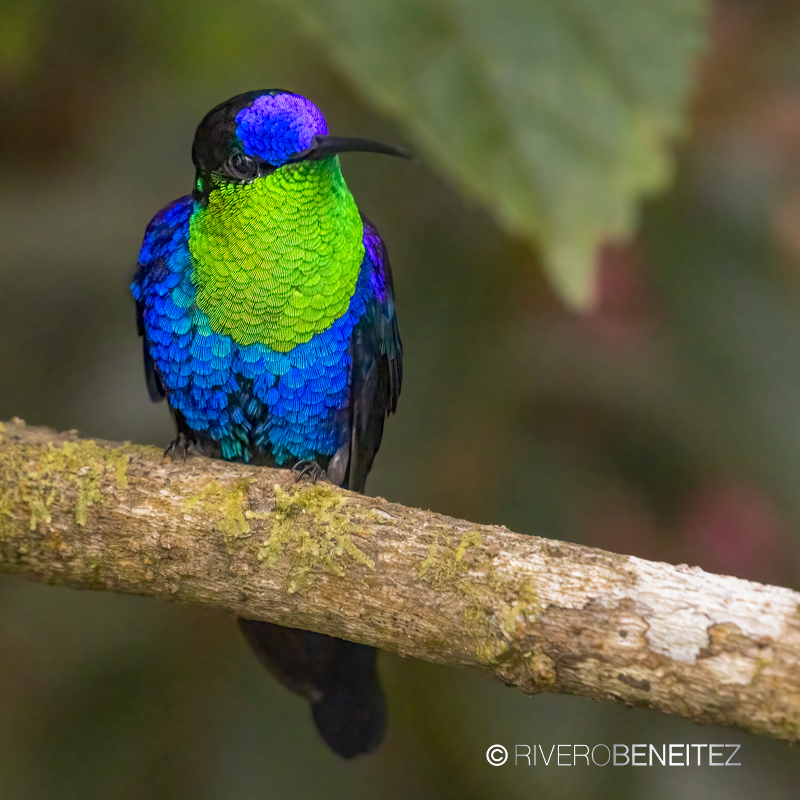 Crowned Woodnymph