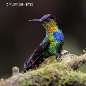 Fiery-throated Hummingbird