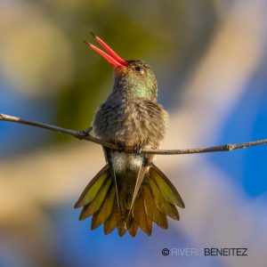Gilded Hummingbird