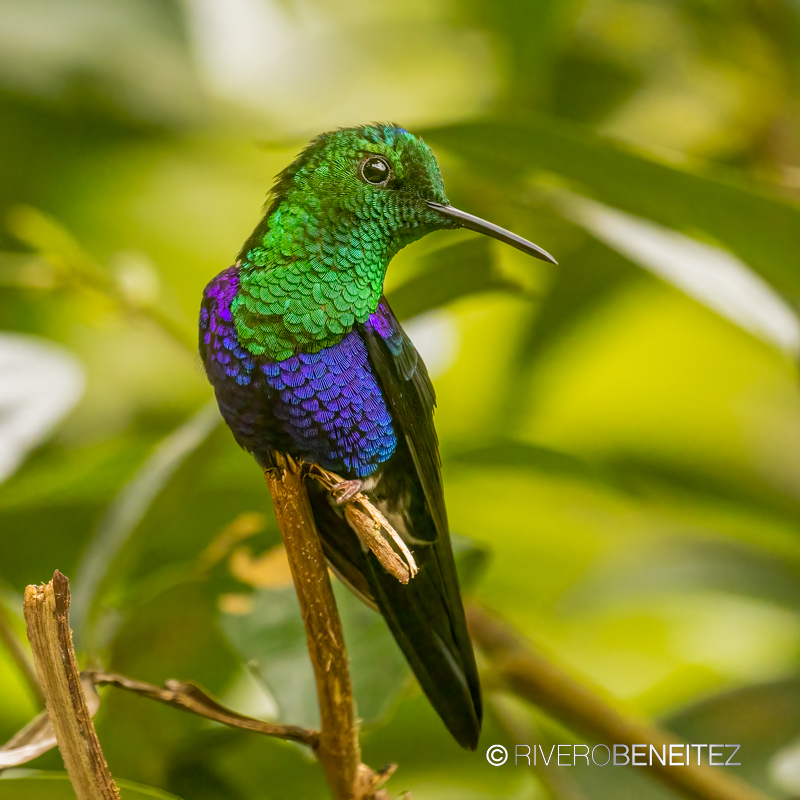 Green-crowned Woodnynph