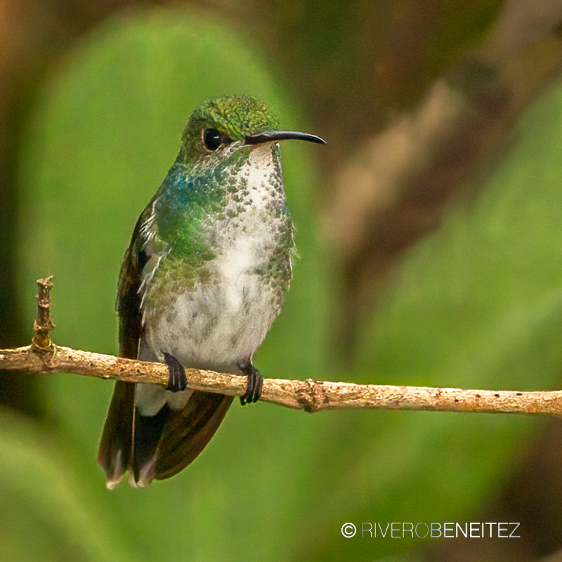 Mangrove Hummingbird