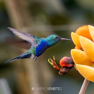 Violet-bellied Hummingbird