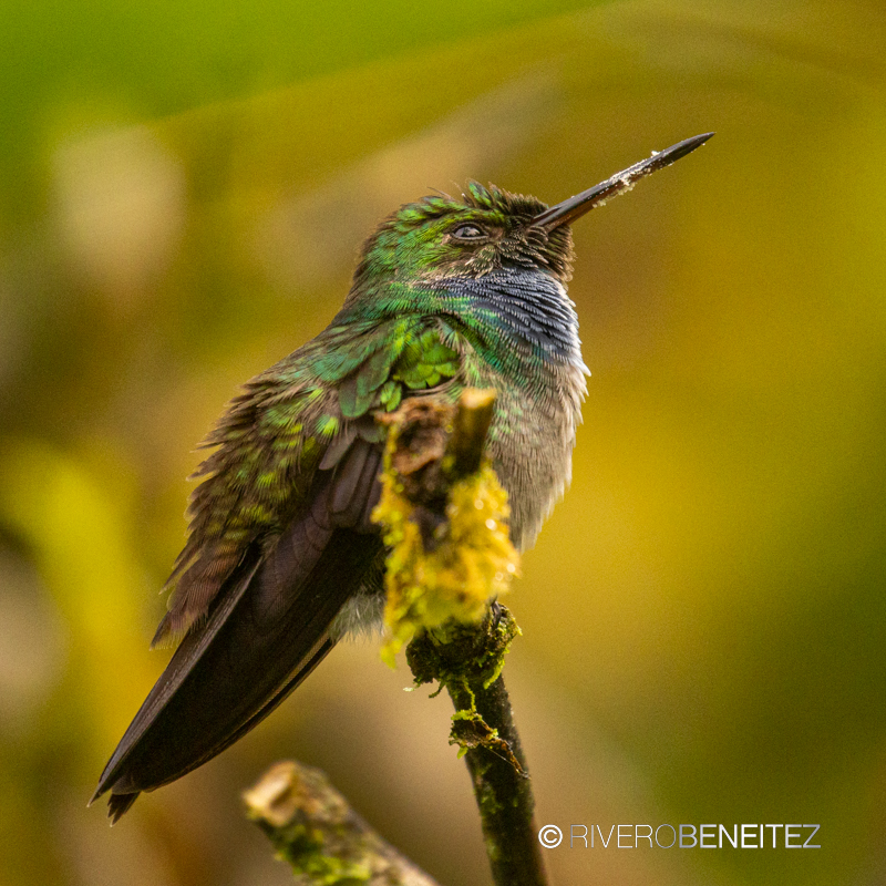 Purple-chested Hummingbird