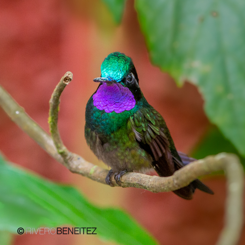 Purple-throated Mountain-gem