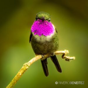 Purple-throated Woodstar