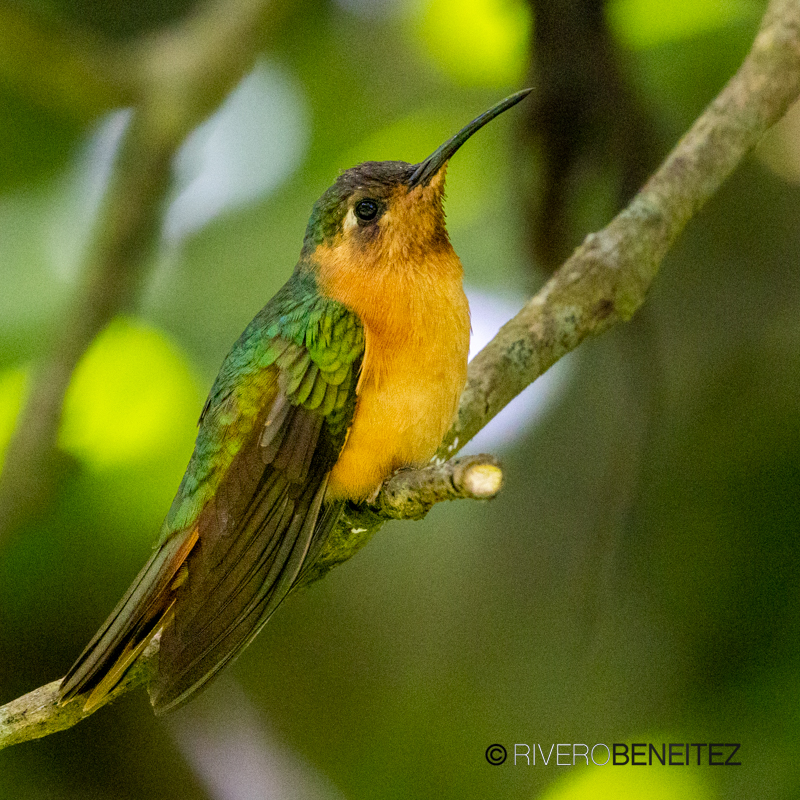 Rufous Sabrewing