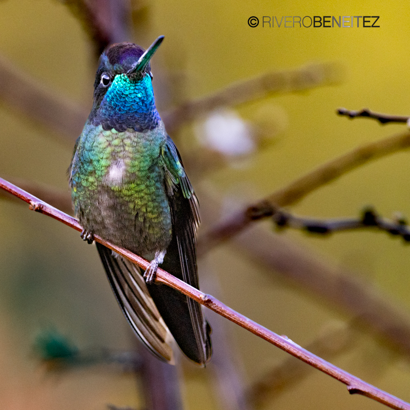 Talamanca Hummingbird