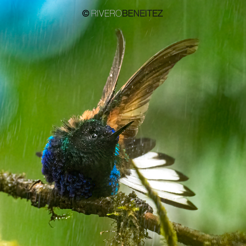 Velvet-purple Coronet