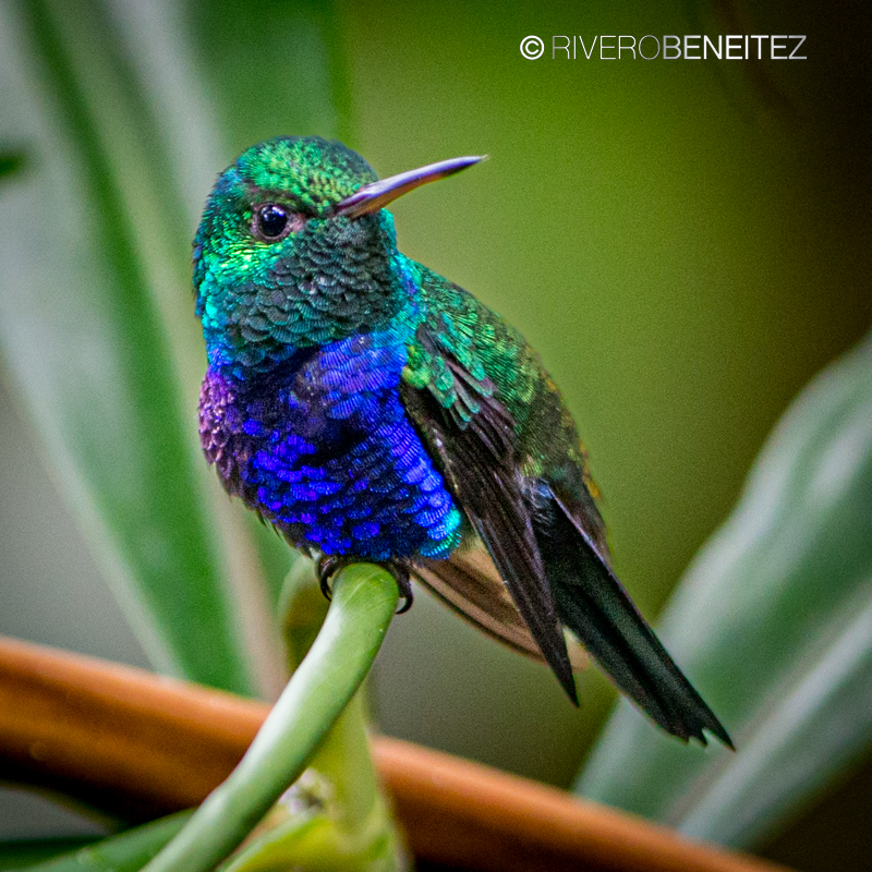 Violet bellied hummingbird