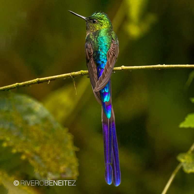 Violet-tailed Sylph