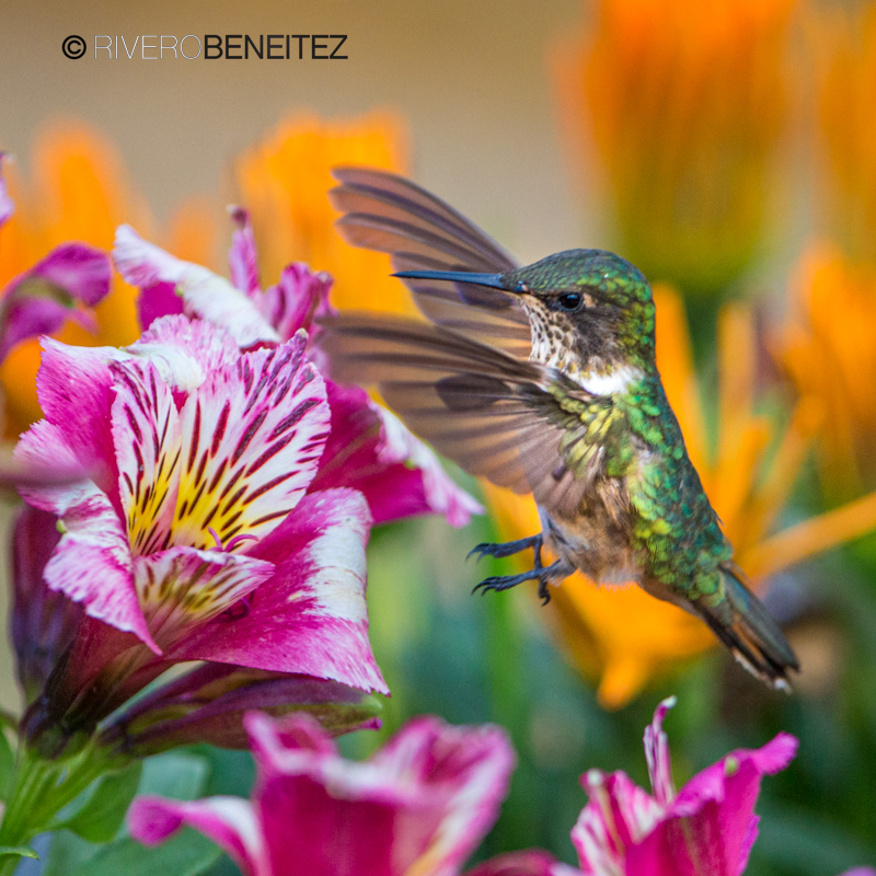 Volcano hummingbird