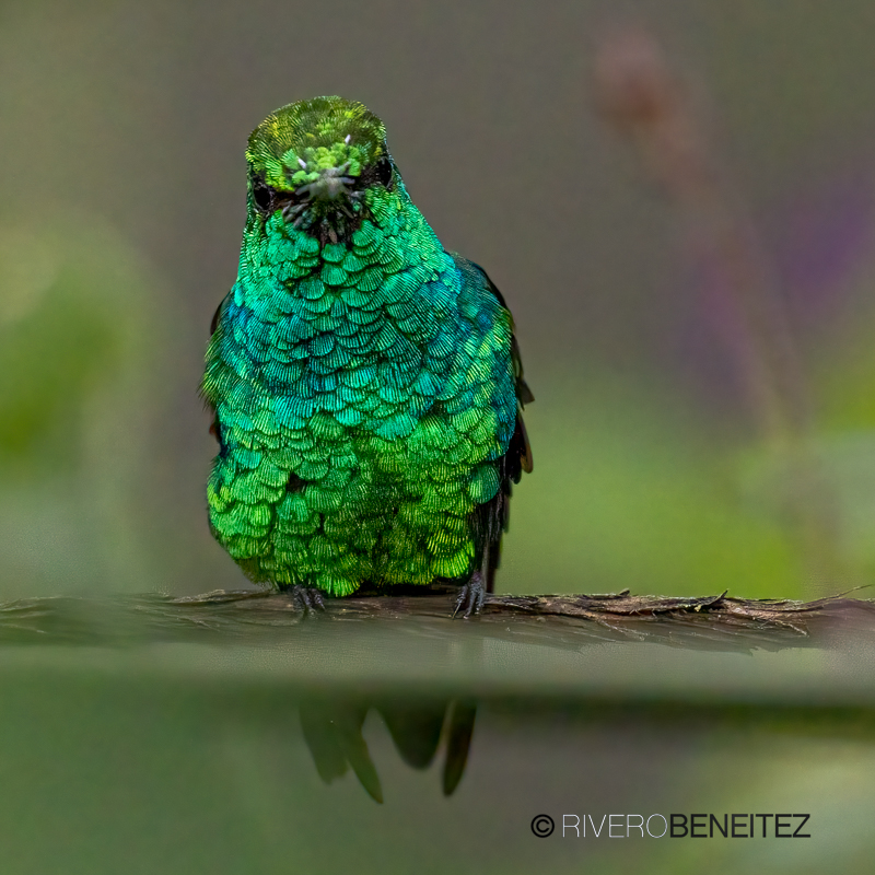 Western Emerald