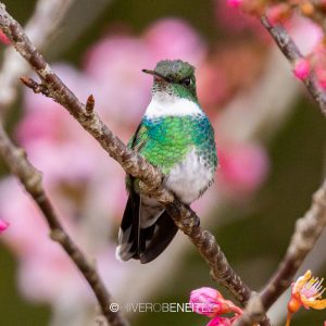 White-Throated Hummingbird