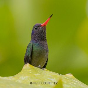 White-chinned Sapphire