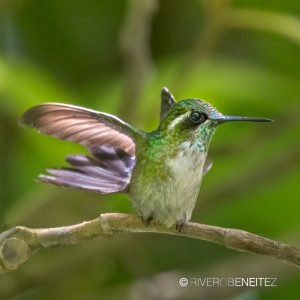 Guatemala