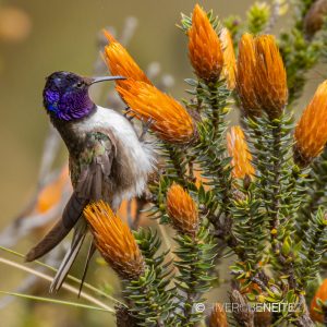 Ecuador
