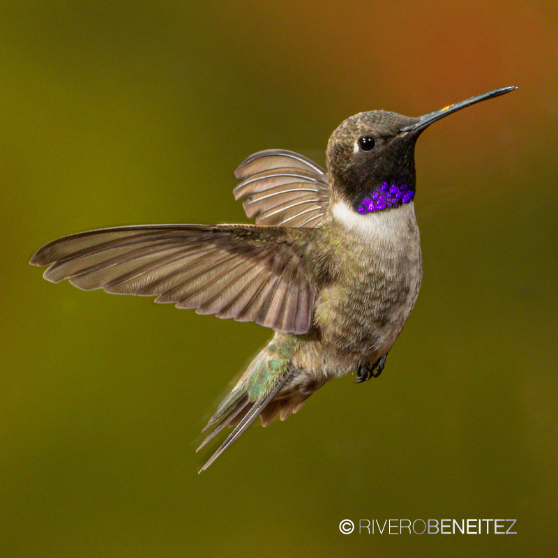 Colibrí Barba Negra