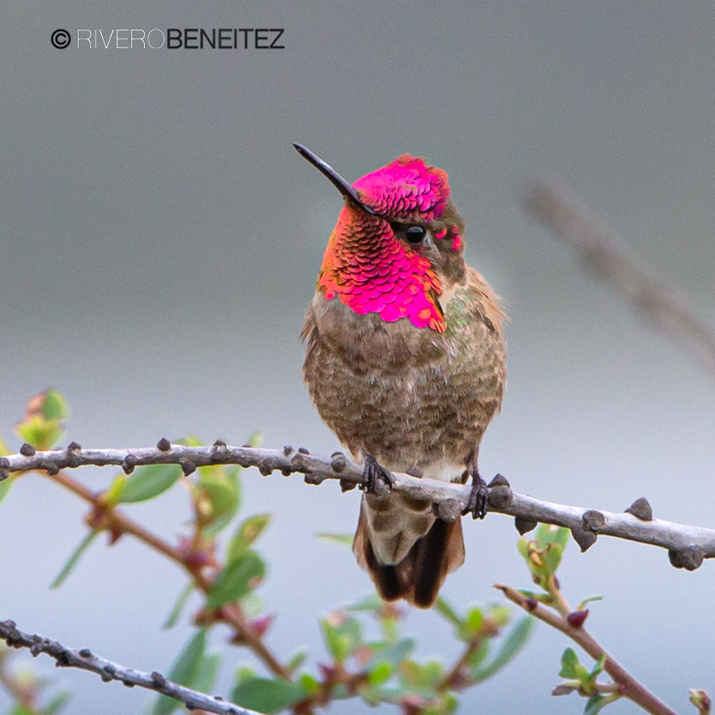 Colibrí Cabeza Roja