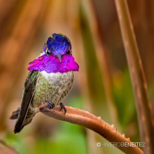 Colibrí Cabeza Violeta