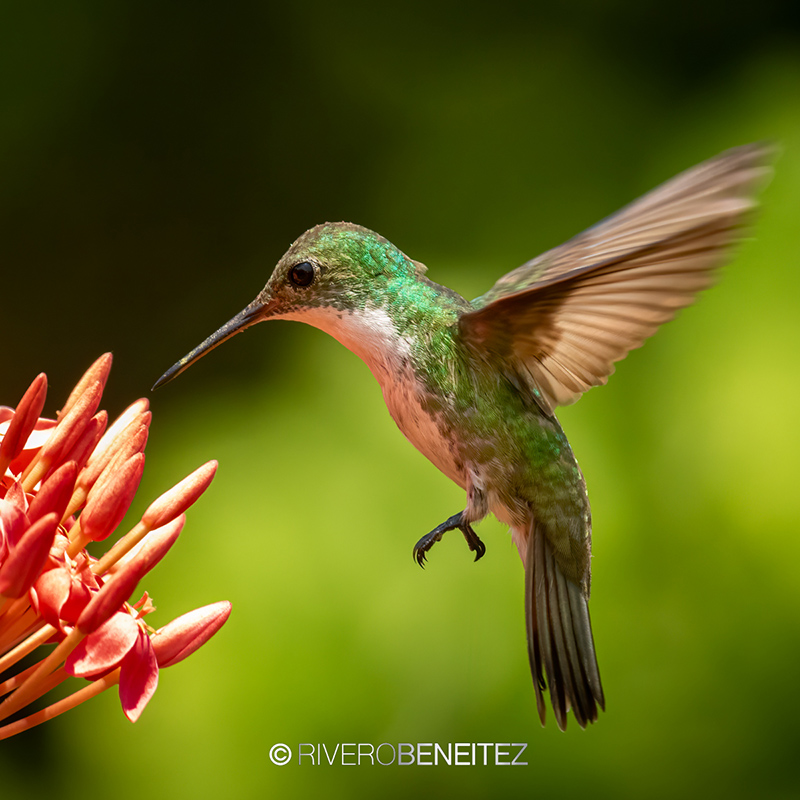 Colibrí Cándido