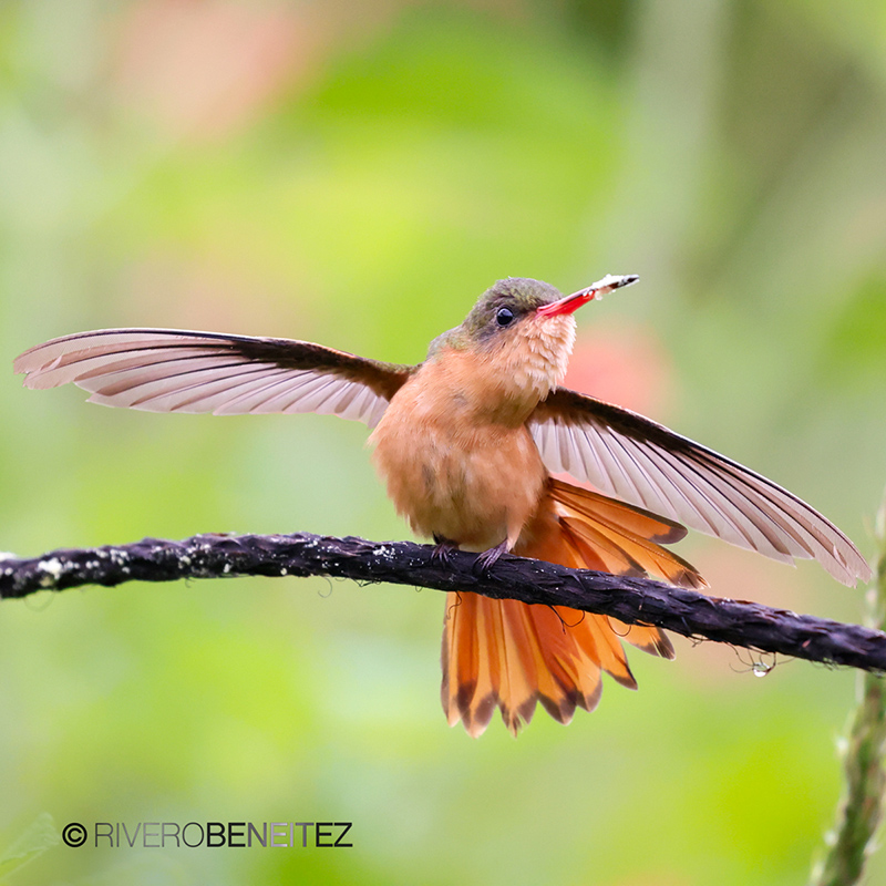 Colibrí Canelo