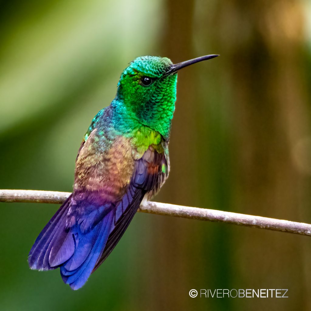 Colibrí Cola Azul