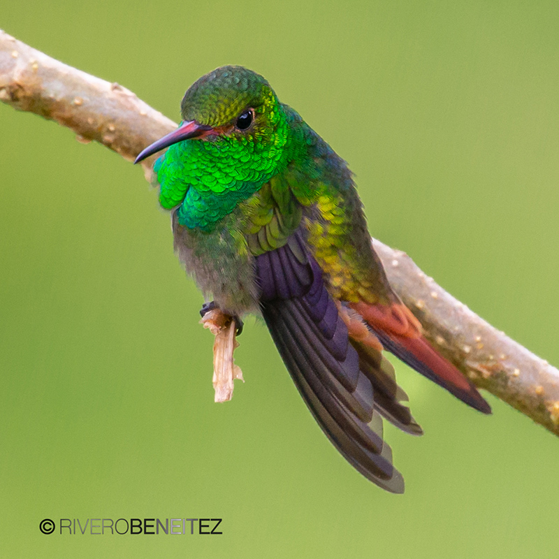 Colibrí Cola Canela