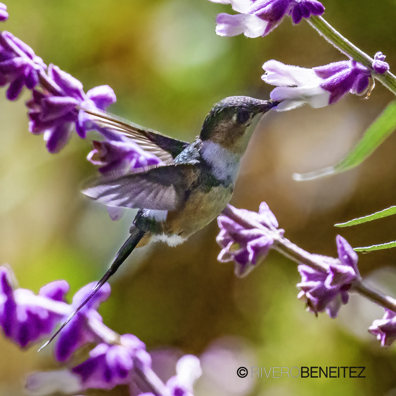 Colibrí Cola Pinta