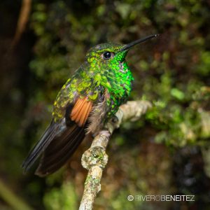 Colibrí Cola Rayada