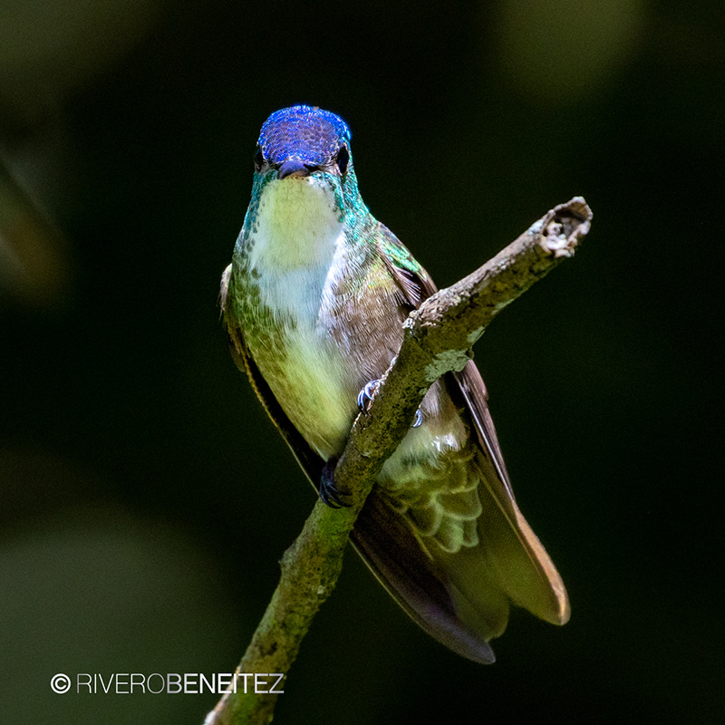 Colibrí Corona Azul