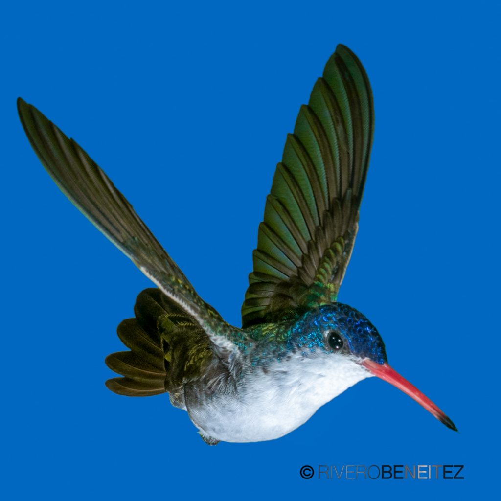 Colibrí Corona Violeta