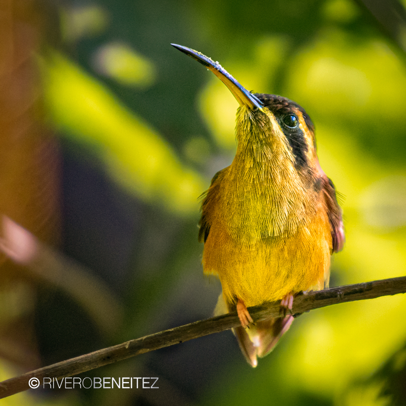 Colibrí Ermitaño Enano