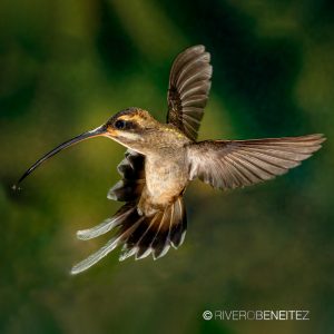 Colibrí Ermitaño Mexicano