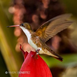 Colibrí Frente Verde