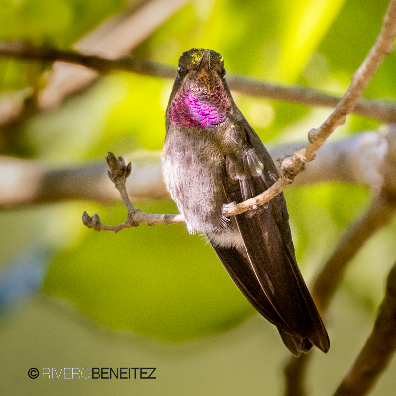 Colibrí Garganta Amatista