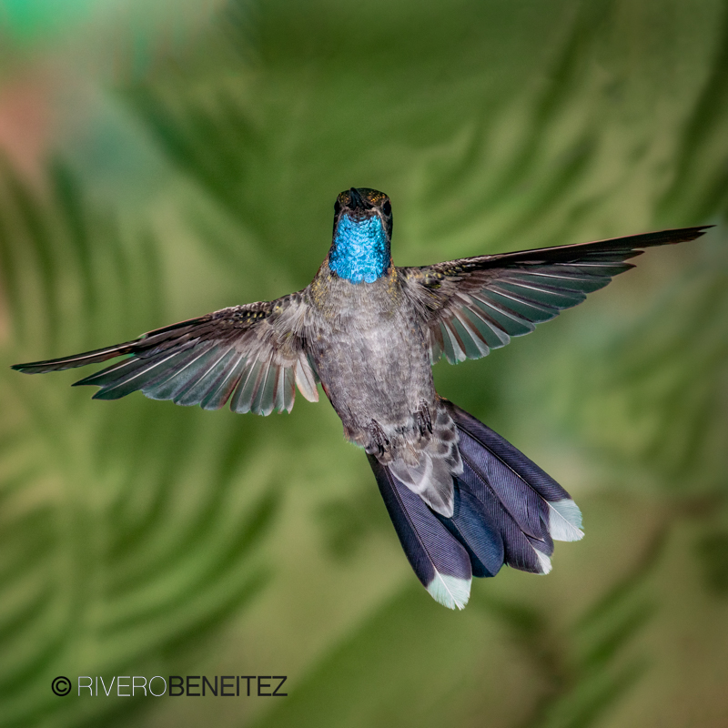 Colibrí Garganta Azul