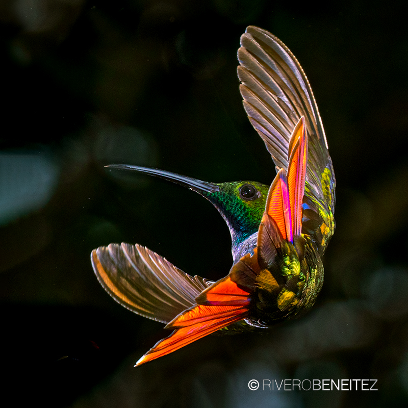 Colibrí Garganta Negra