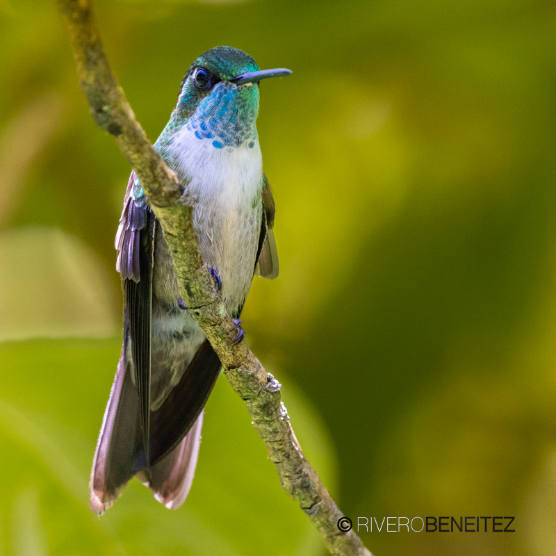 Colibrí Garganta Verde