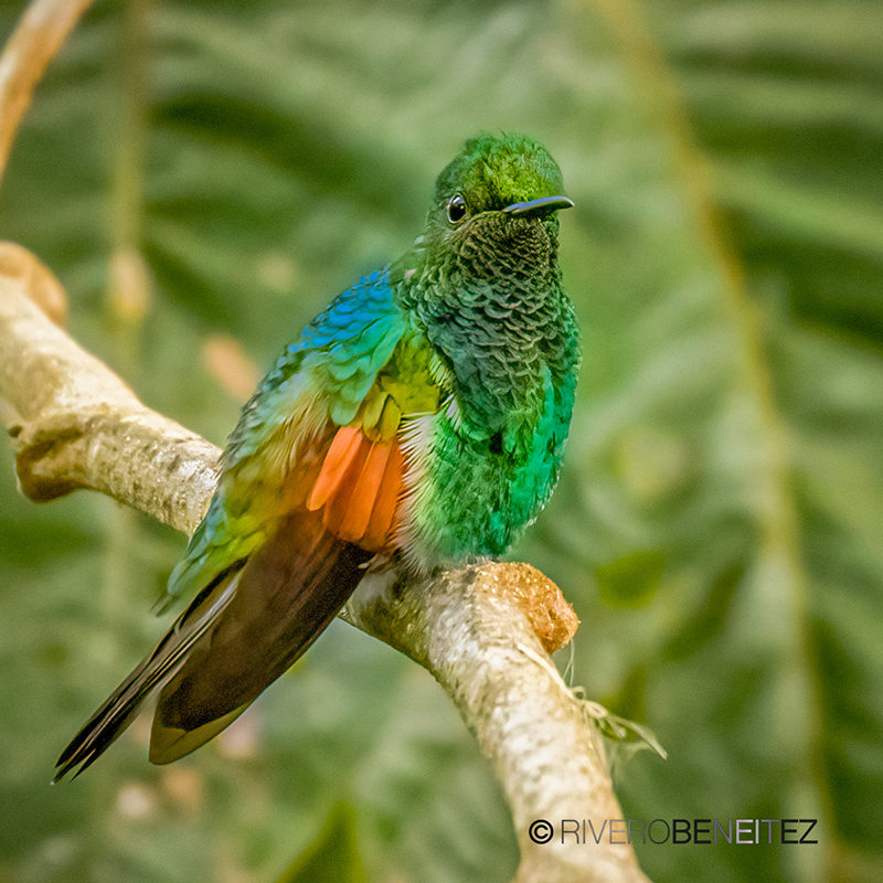 Colibrí Guerrerense