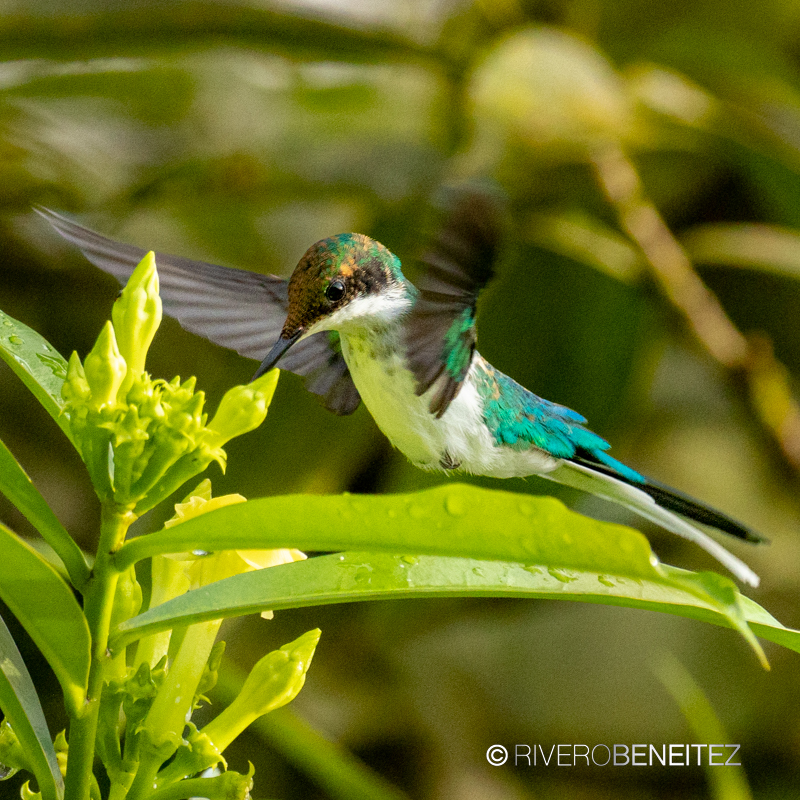 Colibrí Hada Enmascarada