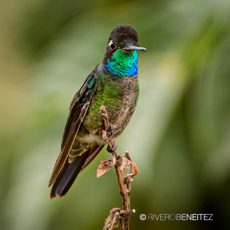 Colibrí Magnífico