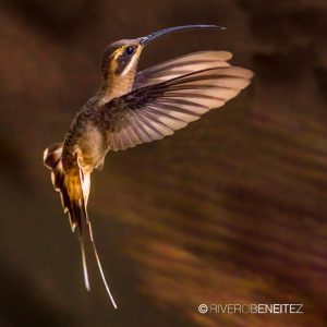 Colibrí Ermitaño Mesoamericano