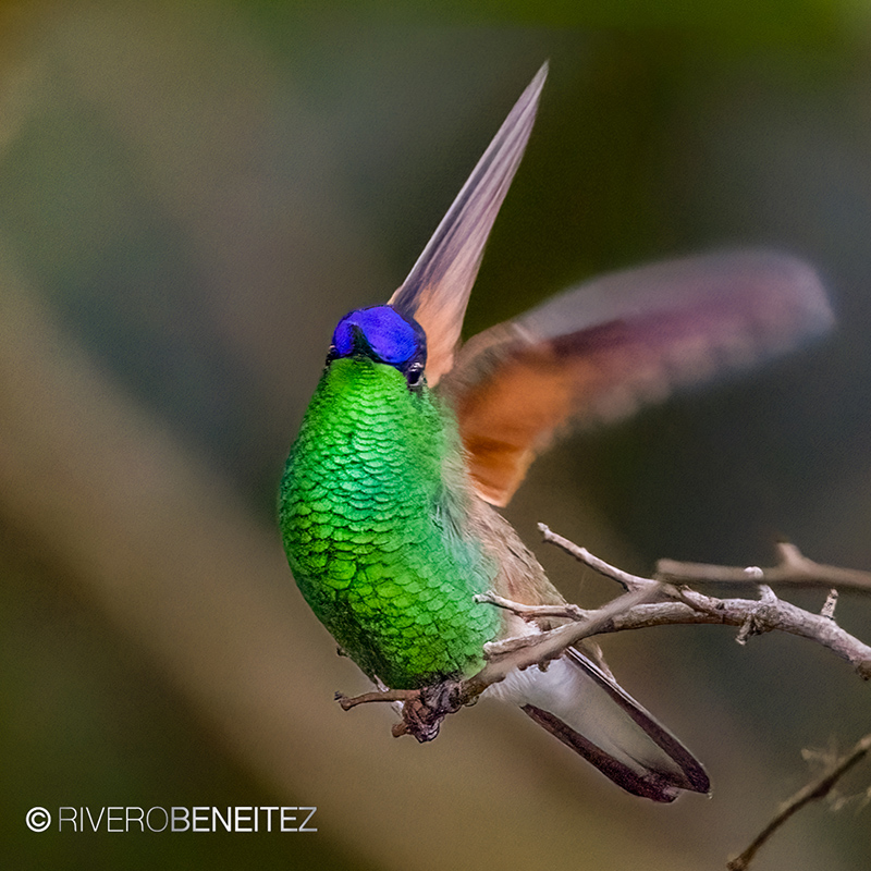 Colibrí Miahuatleco