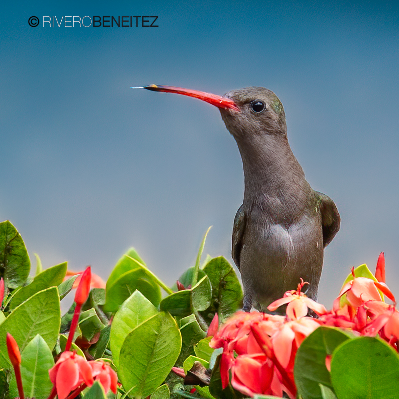 Colibrí Opaco